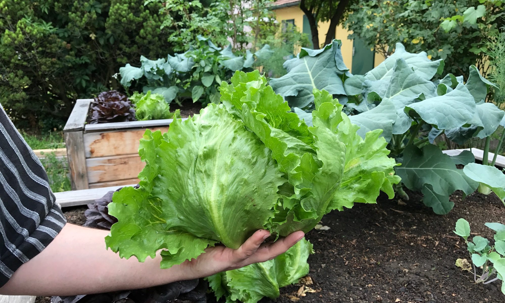 Erster Reiki-Salat des Jahres aus unserem Garten
